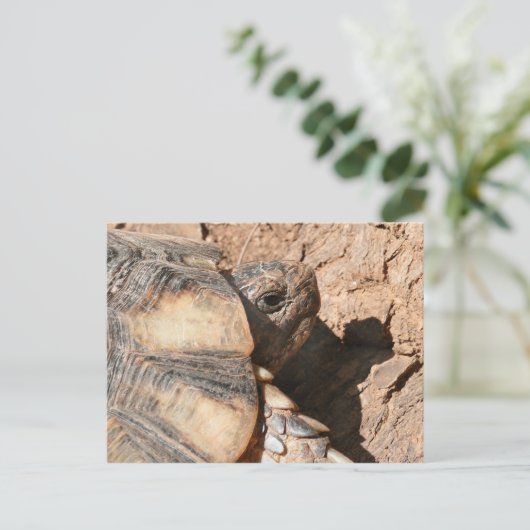 De de Griekse Schildpad/Schildpad van het Land Briefkaart (Staand voorkant)