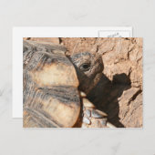 De de Griekse Schildpad/Schildpad van het Land Briefkaart (Voorkant / Achterkant)