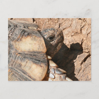 De de Griekse Schildpad/Schildpad van het Land Briefkaart