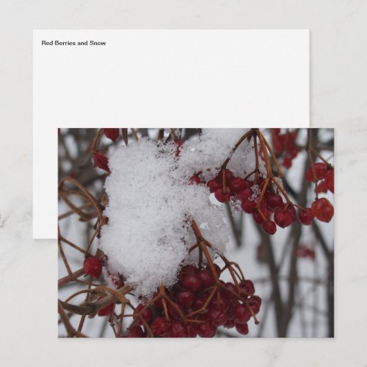 De de Rode Bessen en Sneeuw van het Briefkaart van (Voorkant / Achterkant)