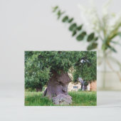 De denkboom in Pugia Briefkaart (Staand voorkant)