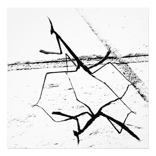 De denkende mantis foto afdruk (Voorkant)