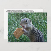 De dertien-gevoerde Eekhoorn van de Grond Briefkaart (Voorkant / Achterkant)