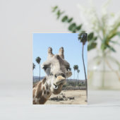 De dierentuin van San Diego Briefkaart (Staand voorkant)