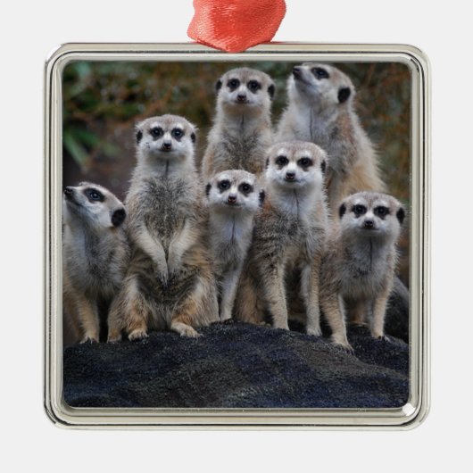 De Dierlijke Safari Afrika Leuke Suricate van Metalen Ornament (Voorkant)