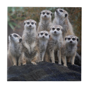 De Dierlijke Safari Afrika Leuke Suricate van Tegeltje