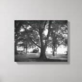 De Dillard Boom Canvas Afdruk (Voorkant)