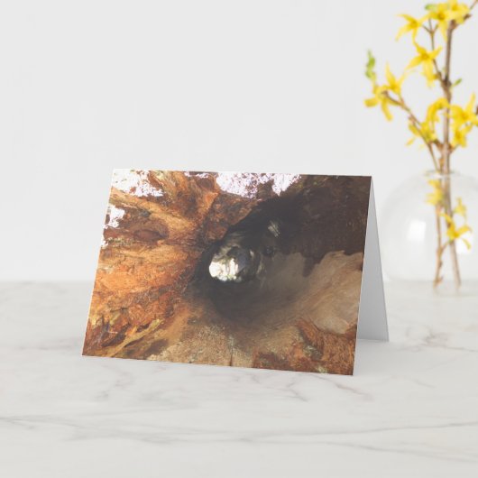 De dingen zijn Strak Kaart (Gele Bloem)