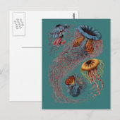 De Disco Medusae van Ernst Haeckel Briefkaart (Voorkant / Achterkant)