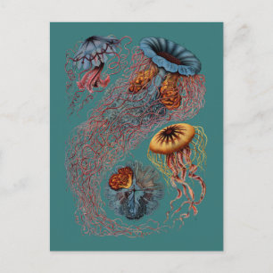 De Disco Medusae van Ernst Haeckel Briefkaart