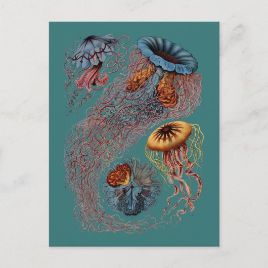 De Disco Medusae van Ernst Haeckel Briefkaart (Voorkant)
