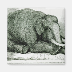 De dode olifant magneet