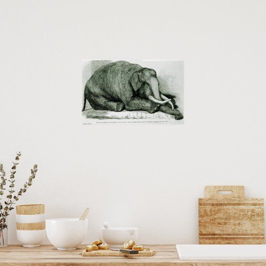 De dode olifant poster (Keuken)