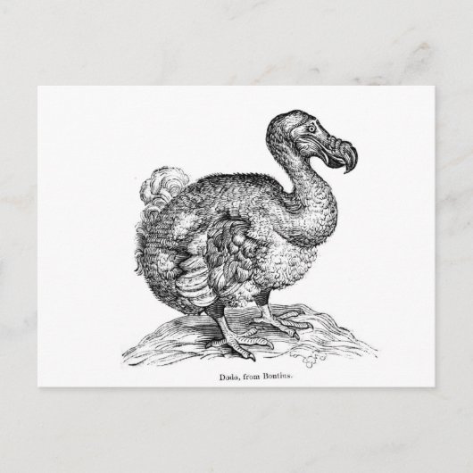 De Dodo Briefkaart (Voorkant)