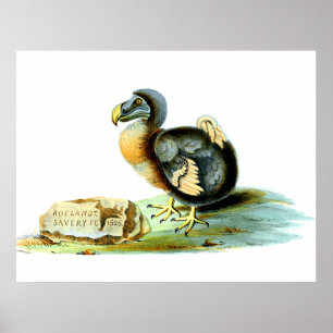 De Dodo Poster