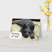 DE DOG VAN DE VANGST LANGT VOOR EEN SPECIALE SOMEO KAART (Gele Bloem)