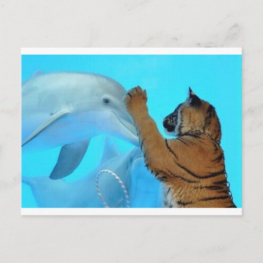 De dolfijn en de Tijger komen samen Briefkaart (Voorkant)
