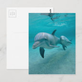 DE DOLFIJN VAN DE MOEDER EN VAN HET KALF VAN HET BRIEFKAART (Voorkant / Achterkant)