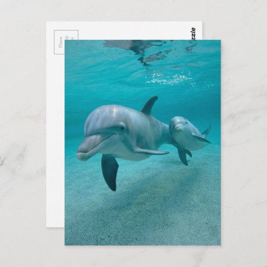 DE DOLFIJN VAN DE MOEDER EN VAN HET KALF VAN HET BRIEFKAART (Voorkant / Achterkant)