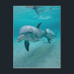 DE DOLFIJN VAN DE MOEDER EN VAN HET KALF VAN HET BRIEFKAART<br><div class="desc">ALLE MINNAARS VAN DE DOLFIJN ZULLEN VAN DIT HOUDEN.  MOOI RUSTIG AFBEELDING VAN EEN DOLFIJN VAN DE MOEDER EN HAAR KALF DIE NAAST HAAR ZWEMMEN.</div>