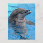 De Dolfijn van Florida Briefkaart (Voorkant)