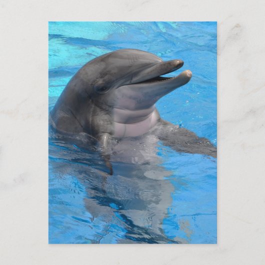 De Dolfijn van Florida Briefkaart (Voorkant)