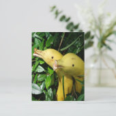 De Dolfijnen van het Gezicht van de banaan Briefkaart (Staand voorkant)