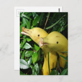 De Dolfijnen van het Gezicht van de banaan Briefkaart (Voorkant / Achterkant)