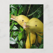 De Dolfijnen van het Gezicht van de banaan Briefkaart (Voorkant)