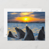 De dolfijnen zonder fles in zonlicht briefkaart (Voorkant / Achterkant)