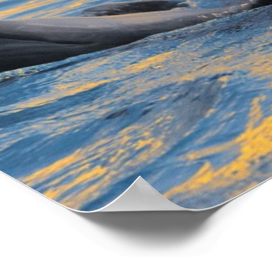 De dolfijnen zonder fles in zonlicht poster (Hoek)