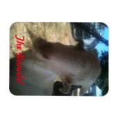 De Donald Magneet (Horizontaal)