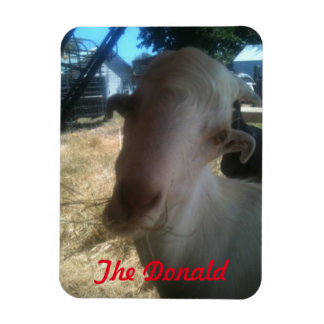 De Donald Magneet