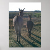 De Donkey Brothers Poster (Voorkant)