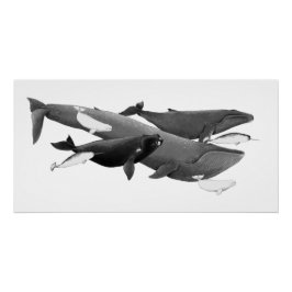 De draai van walviskunst perfect poster