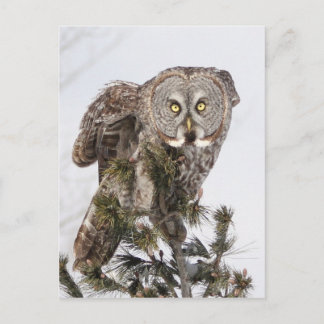 De draaiende prins.jpg briefkaart