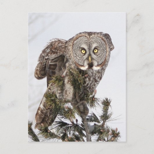 De draaiende prins.jpg briefkaart (Voorkant)