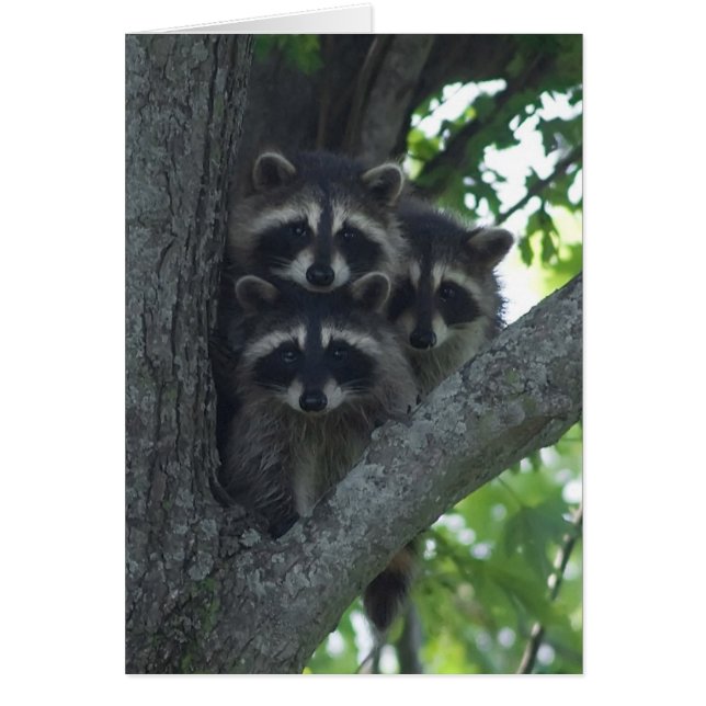 De drie Amigos (Voorkant)