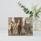 De drie amigo's, alpaca-stijl briefkaart (Staand voorkant)