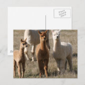 De drie amigo's, alpaca-stijl briefkaart (Voorkant / Achterkant)