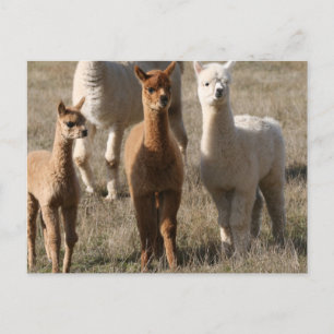 De drie amigo's, alpaca-stijl briefkaart