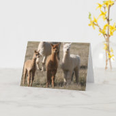 De drie Amigo's, alpaca-Stijl Kaart (Gele Bloem)