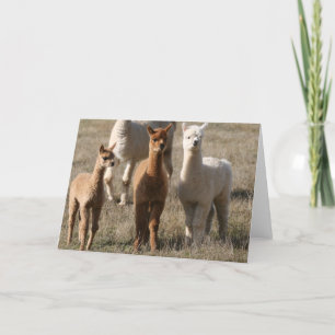 De drie Amigo's, alpaca-Stijl Kaart