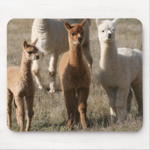 De drie amigo's, alpaca-stijl muismat
