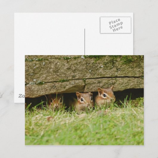 de drie amigos briefkaart (Voorkant / Achterkant)