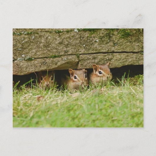 de drie amigos briefkaart (Voorkant)