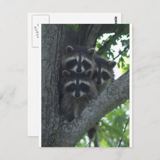 De drie Amigos Briefkaart (Voorkant / Achterkant)