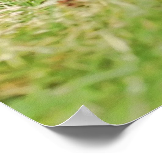 de drie amigos poster (Hoek)