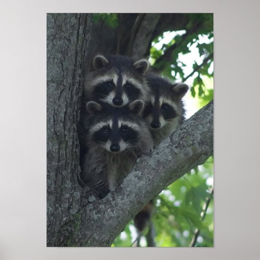 De drie Amigos Poster (Voorkant)