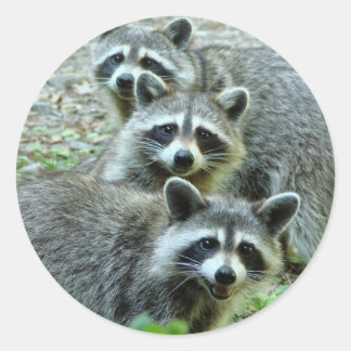 De drie gebieden ronde sticker